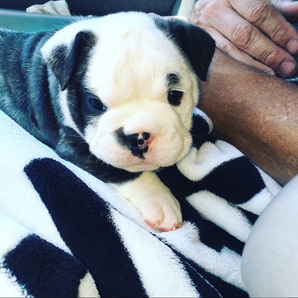 Meet your Posher, Sierra - Picture 2 of 6